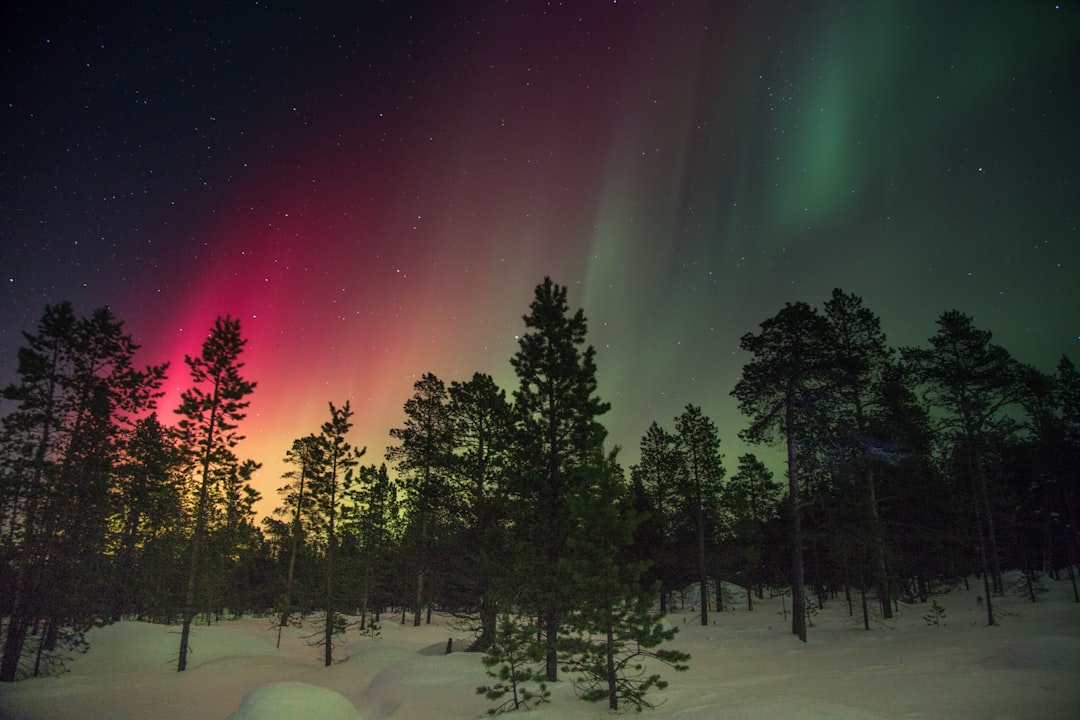 Aurora borealis over a dark forest on a winter night