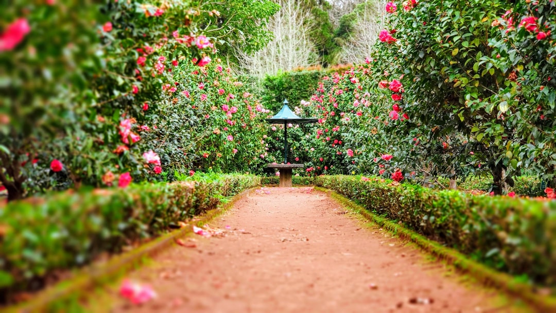 Jardins de l'Alcázar de Séville, allée ombragée entre orangers et fontaines