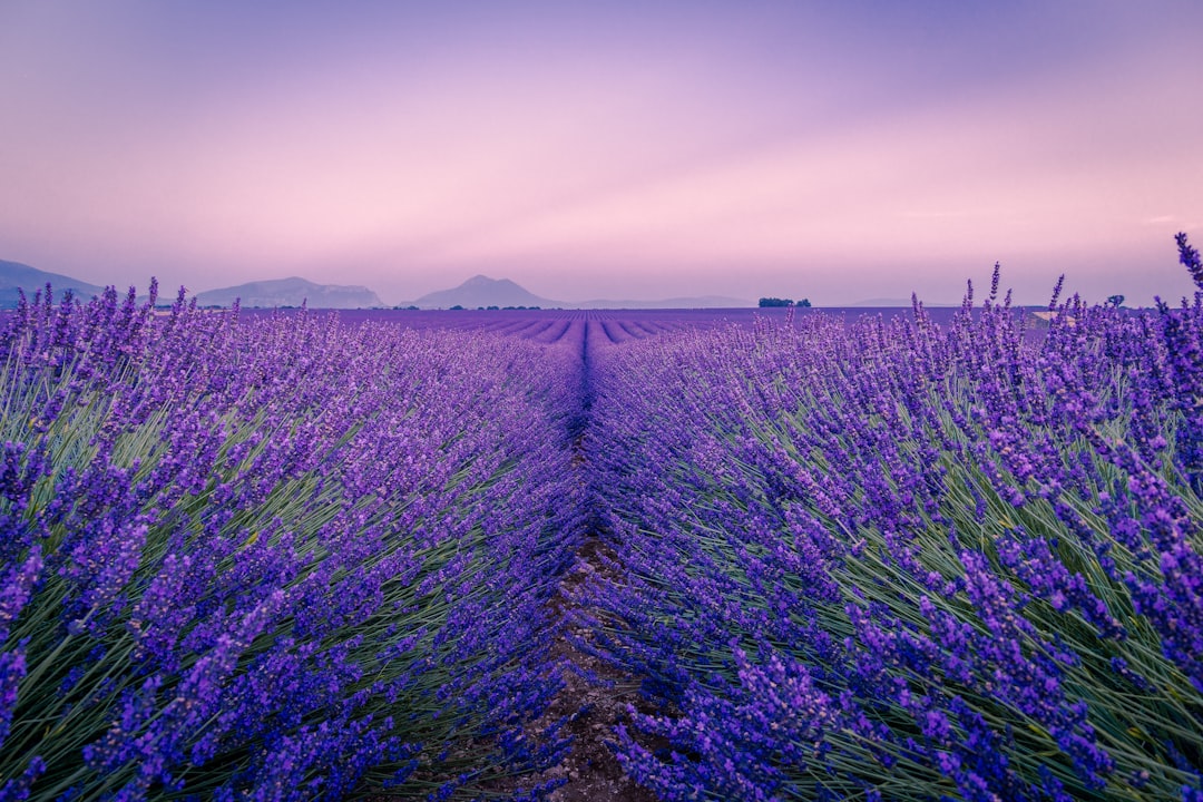 Rangées de lavande violettes à Valensole, sous un ciel rosé au crépuscule