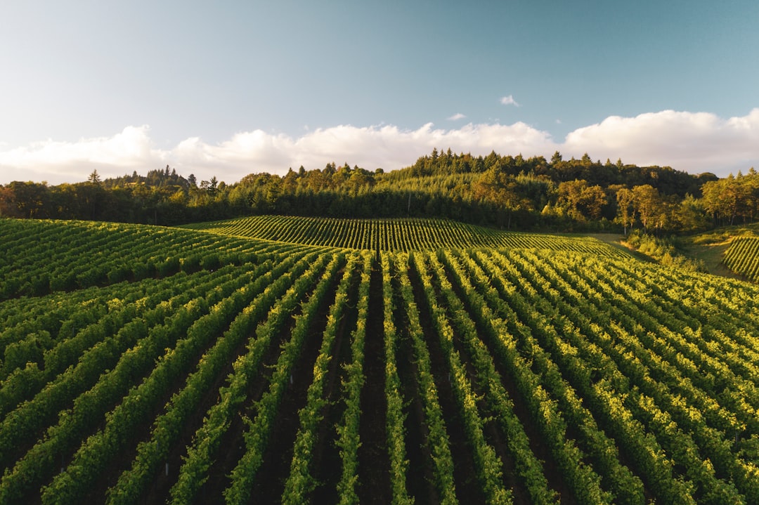 Green grapevines under a low sun in Sonoma wine country