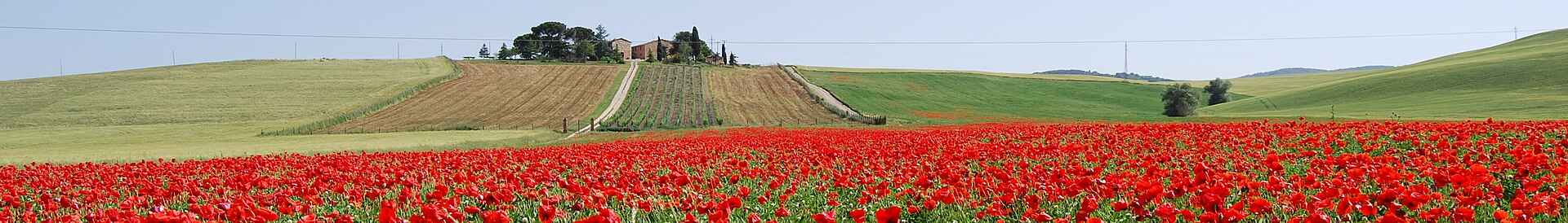 Paysage toscan au coucher du soleil, collines ondulantes couvertes de vignes et d'oliviers, route bordée de cyprès
