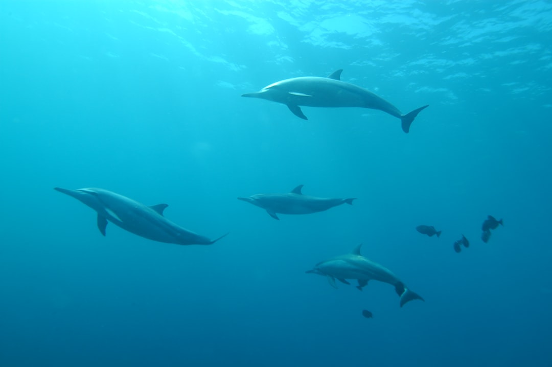 Banc de dauphins évoluant sous l'eau
