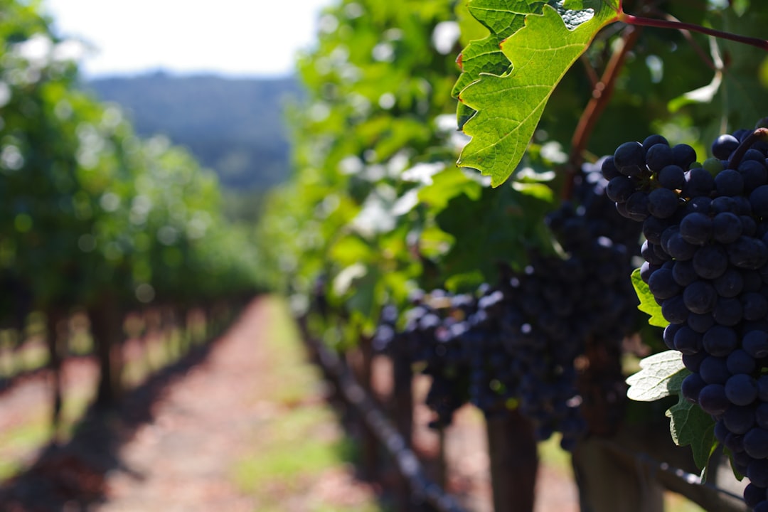 Rows of green grapevines in a vineyard under warm light