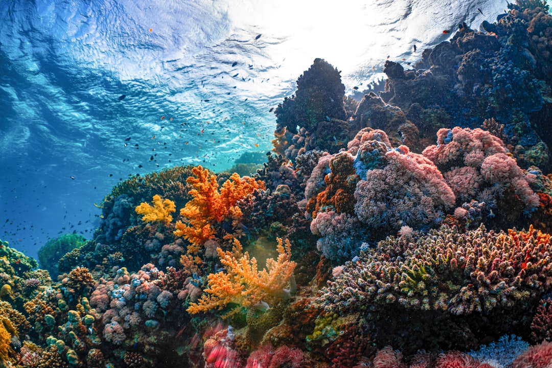 Vue sous-marine d'un récif corallien coloré