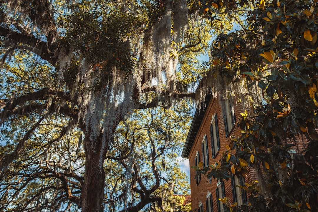 Spanish moss-draped trees beside a historic building in Savannah's historic district