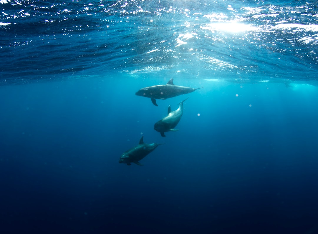 Trois dauphins nageant dans une eau bleue profonde